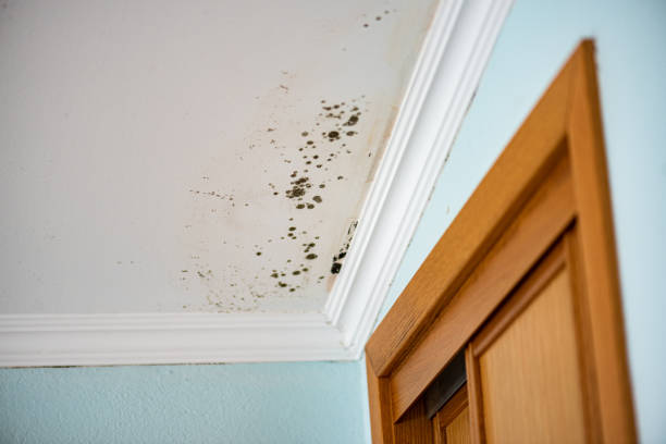 Best Local Mold Removal Service  in Mountain Lakes, NJ