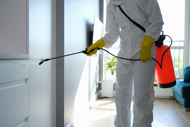 Best Black Mold Removal  in Mountain Lakes, NJ