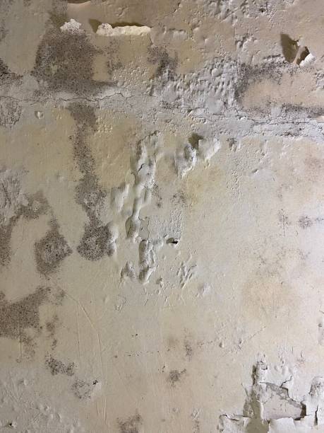 Best Local Mold Removal Service  in Mountain Lakes, NJ