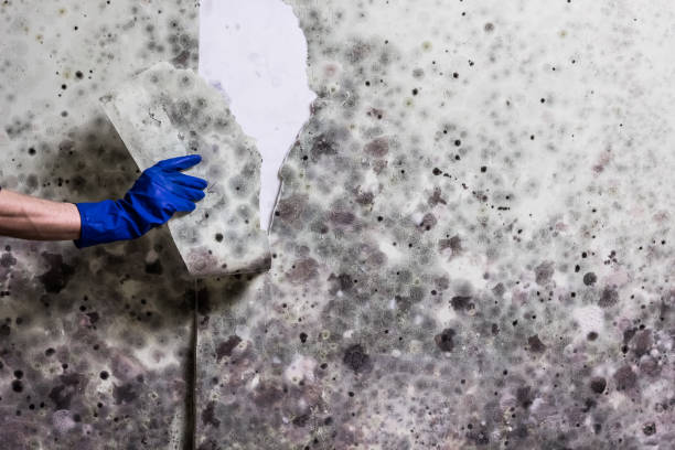Best Black Mold Removal  in Mountain Lakes, NJ