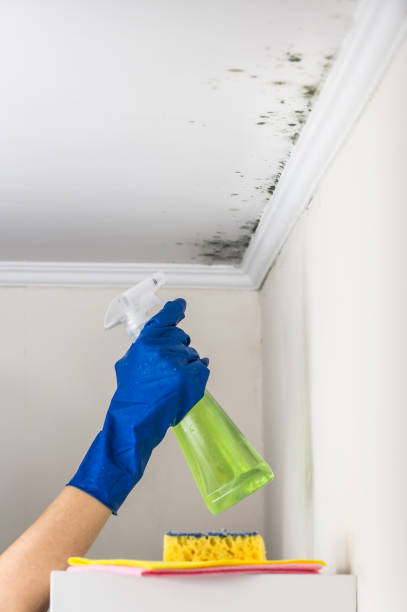 Best Mold Damage Repair  in Mountain Lakes, NJ