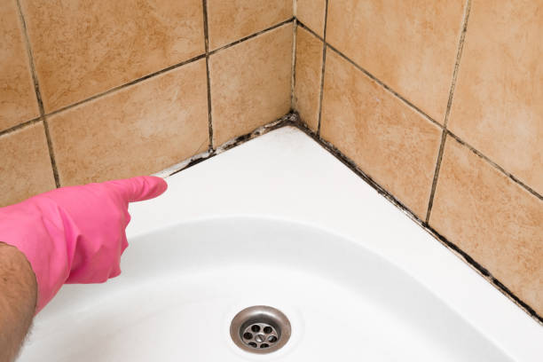 Best Fast Mold Removal  in Mountain Lakes, NJ